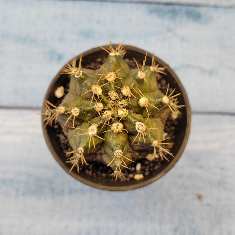 Gymnocalycium T-Rex hybride (Гимнокалициум T-rex)