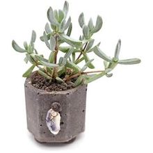 Живой суккулент из коллекции EnjoyPlants D5,5 480159