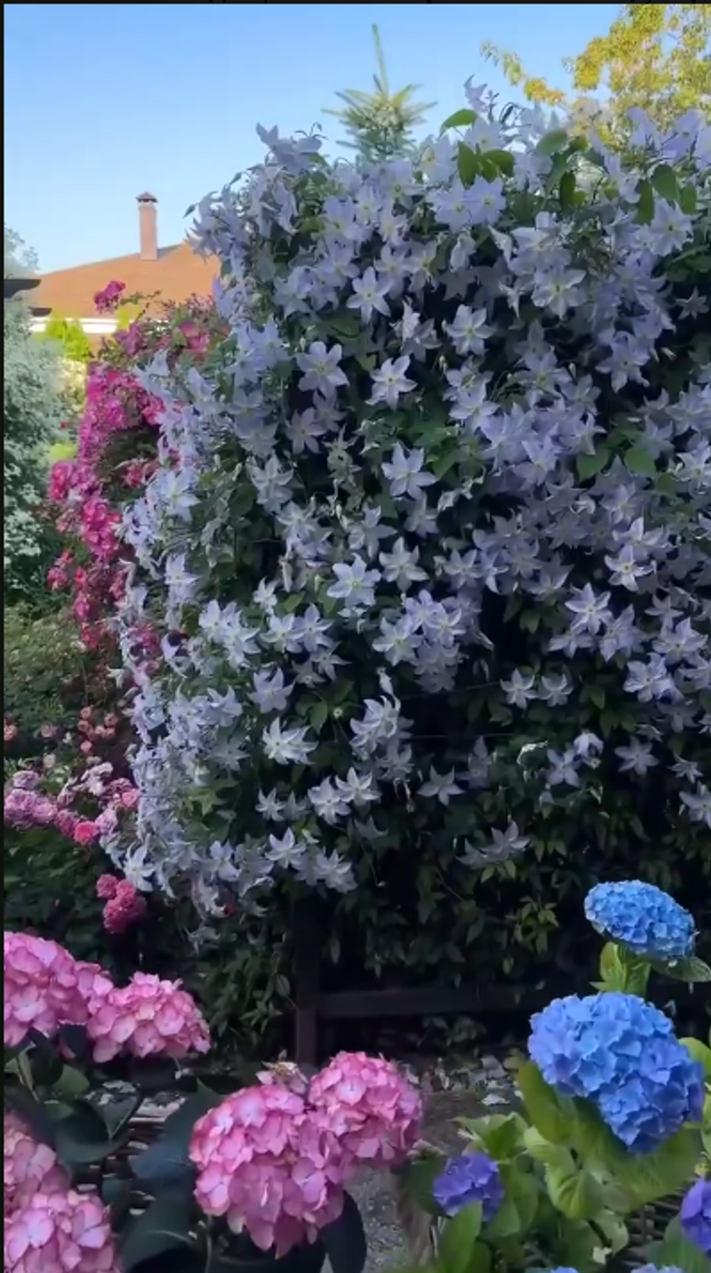 Клематис гибридный Блекитни Аниол Закупка М33 апрель 2026