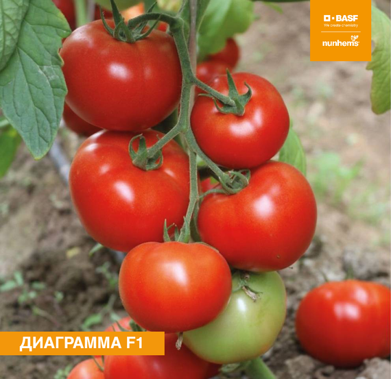 Диаграмма F1 семена томата индетерминантного (Nunhems / Нюнемс) – фото 5