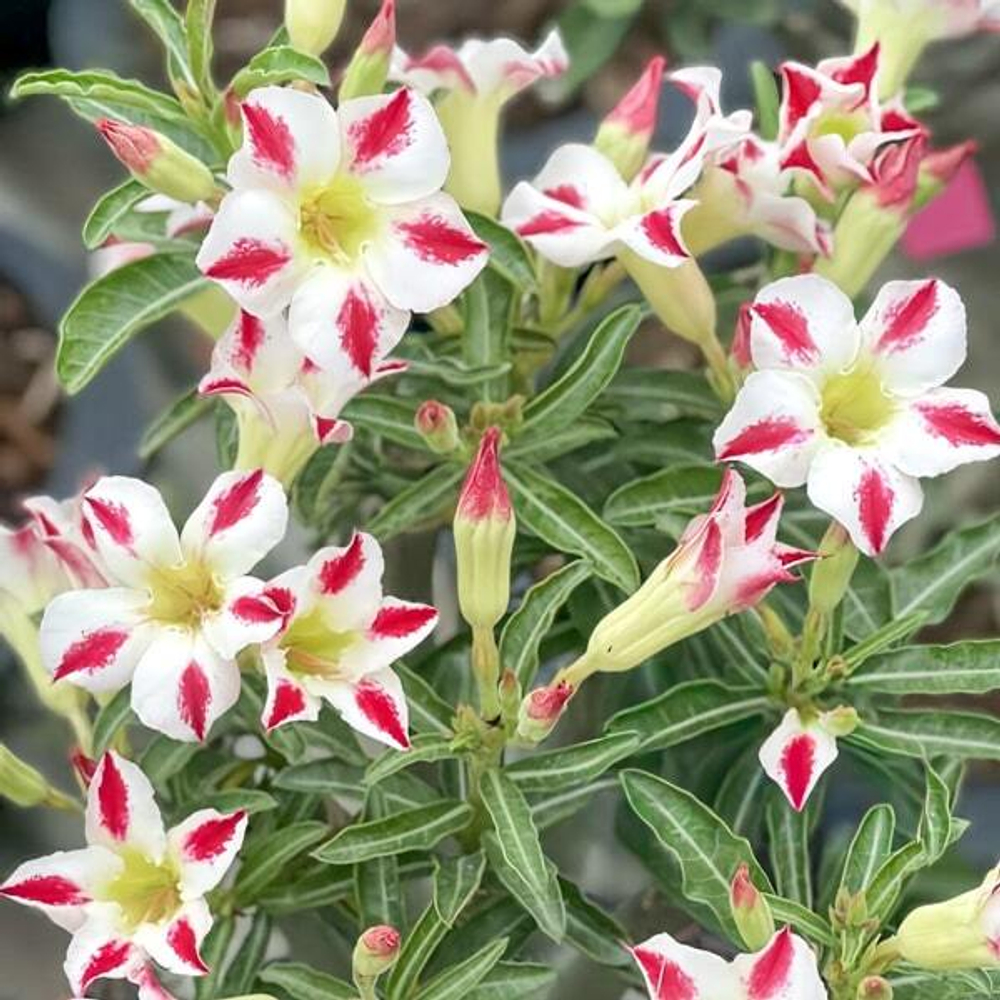 Адениум BRIGHT