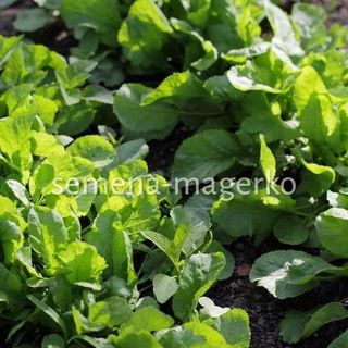 Кресс-салат Дукат 50 (грамм)