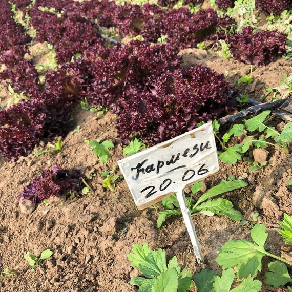 КАРМЕЗИ семена салата Rijk Zwaan цена – фото 9