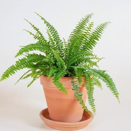 Нефролепсис EXALTATA BOSTON