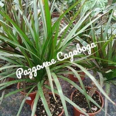 Драцена окаймленная Маргината