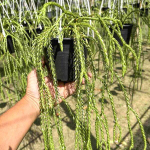 Хуперция H.SOI DRAGON