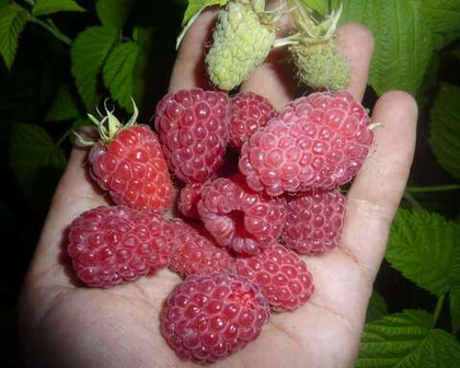 Малина летняя Феномен