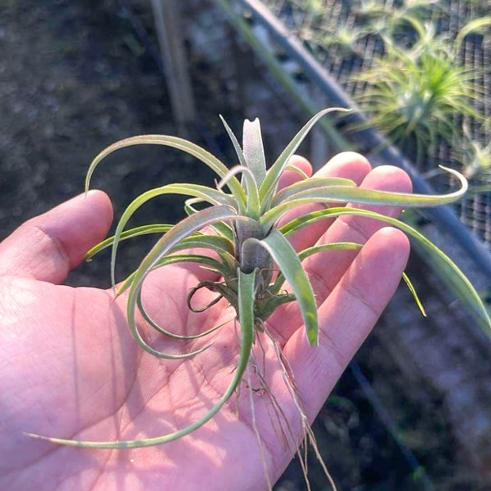 Тилландсия streptophylla x novakii