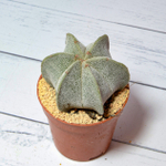 Astrophytum Myriostigma 6 ребер (Астрофитум)