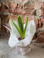 Гиацинт в горшке