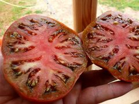 Помидоры Black Sea Man