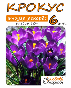 Крокус Луковица, Флоуэр рекордс, 6шт