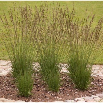 Молиния голубая Мурфламм С2