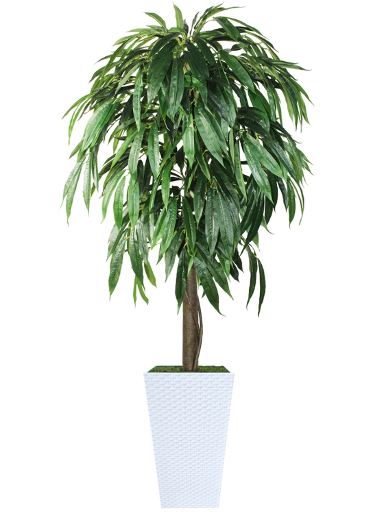 Искусственное дерево Фикус Лонгифолия 180см в высоком белом кашпо ротанг