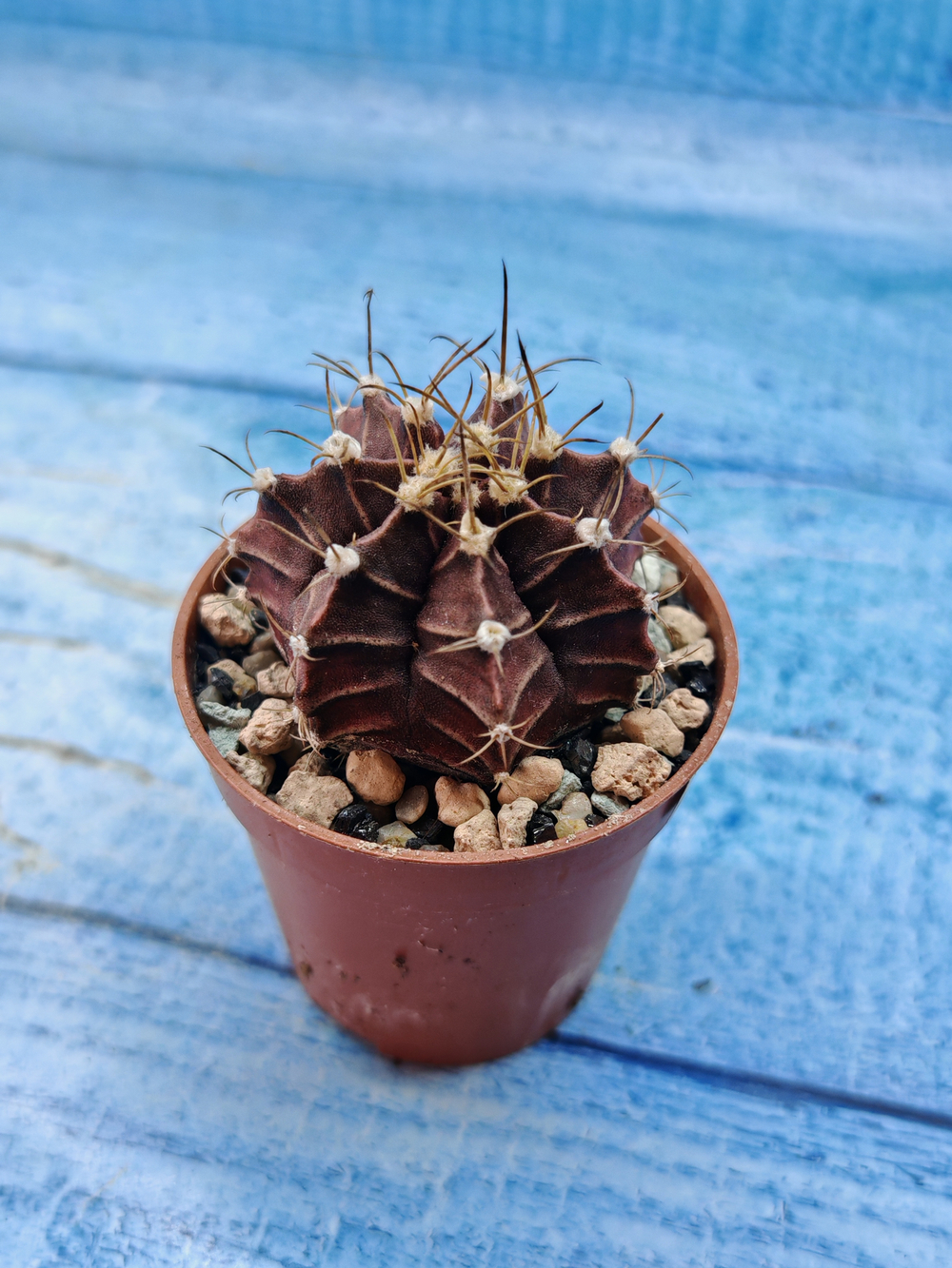 Gymnocalycium Friedrichii (Гимнокалициум)