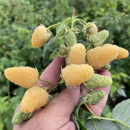 Малина желтая ремонтантная Светлячок