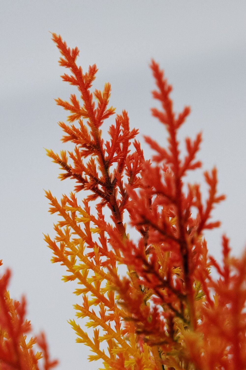 Кипарисовик искусственный (Литая хвоя) 60 см