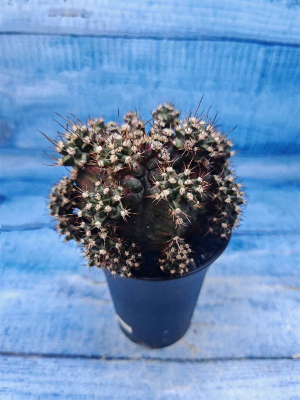 Gymnocalycium T-Rex Pink hybrid (Гимнокалициум T-rex)