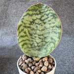 Сансевиерия HU CHANG