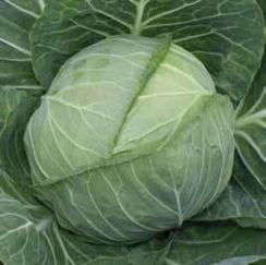 Эмили F1 семена капусты белокочанной (Hazera / Хазера)