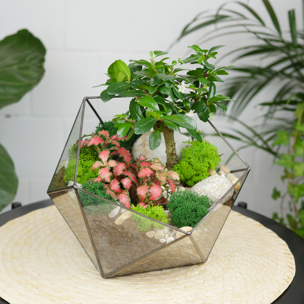 Готовый флорариум бонсай Кармона Икос