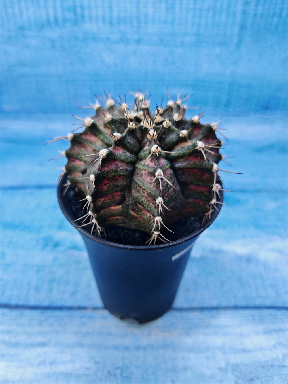 Gymnocalycium T-Rex Pink hybride (Гимнокалициум T-rex)