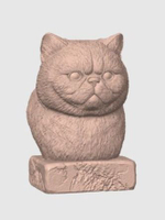 Экзотическая Короткошерстная Кошка