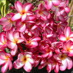Плюмерия PINK PP