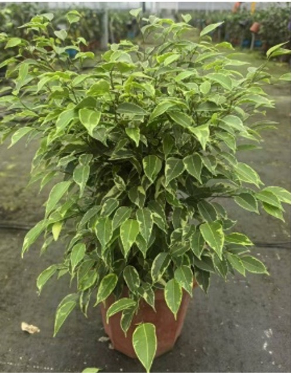 Фикус Бенджамина д.23