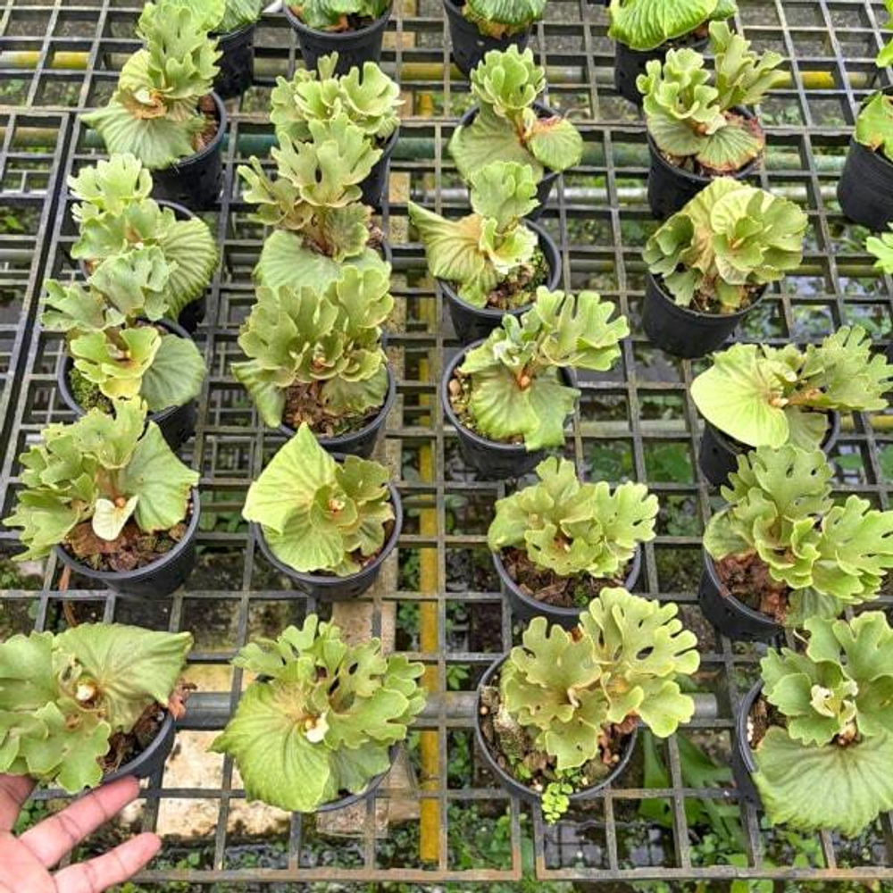 Платицериум P.RIDLEYI DWARF SILVER