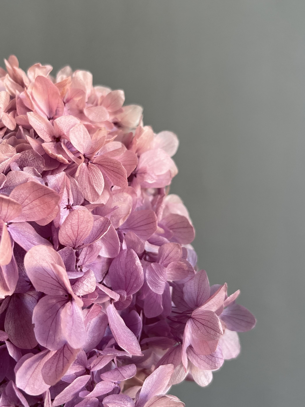 Гортензия стабилизированная сиреневый градиент крупнолистная