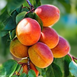 Абрикос Краснощекий