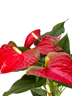 Антуриум Red Spots д.12