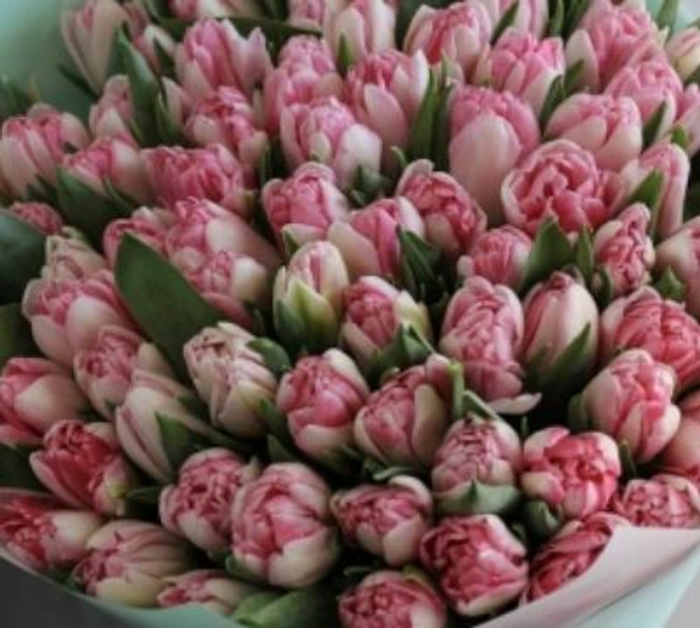 Тюльпан пионовидный