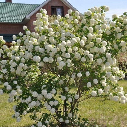 Калина Обыкновенная Бульденеж (Розеум)