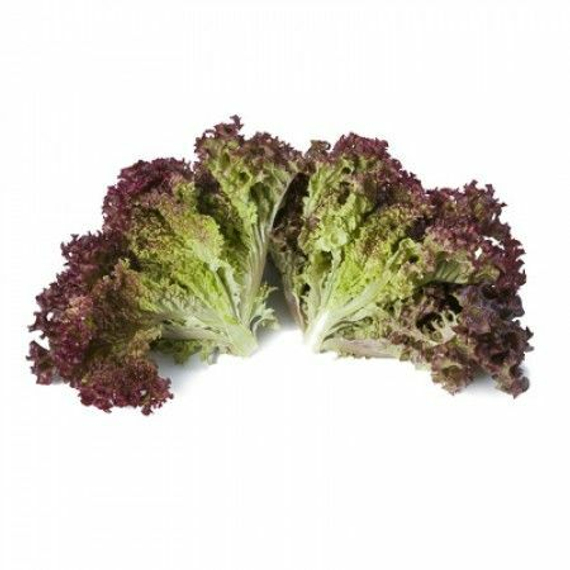 САТИН семена салата (Rijk Zwaan | Alexagro) – фото 7