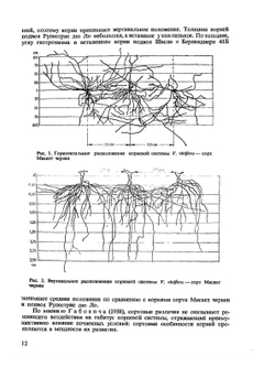 Физиология винограда и основы его возделывания. Том 2 Рост и развитие виноградной лозы | К. Стоев