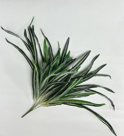 Куст Хлорофитум