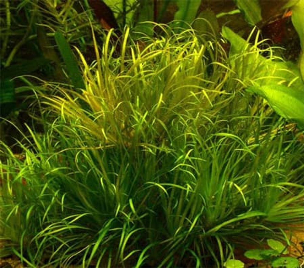 Папоротник таиландский узколистный (код 100)