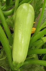 Мостра F1 семена кабачка (Clause / Клос)