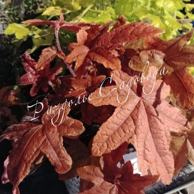 Гейхерелла Ред Ровер (горшок 1л)