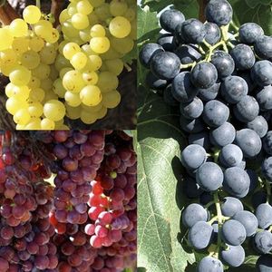 Мускат (Muscat) - группа сортов винограда