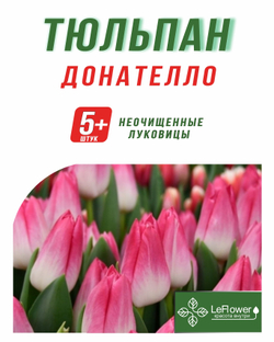 Тюльпан Луковица, Донателло, 5+ шт