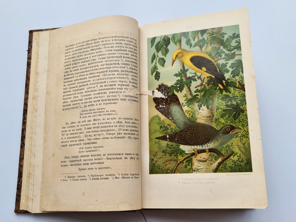 "Из царства пернатых.  Популярные очерки из мира русских птиц". Д.Н.Кайгородов. 1892г. - антикварная книга