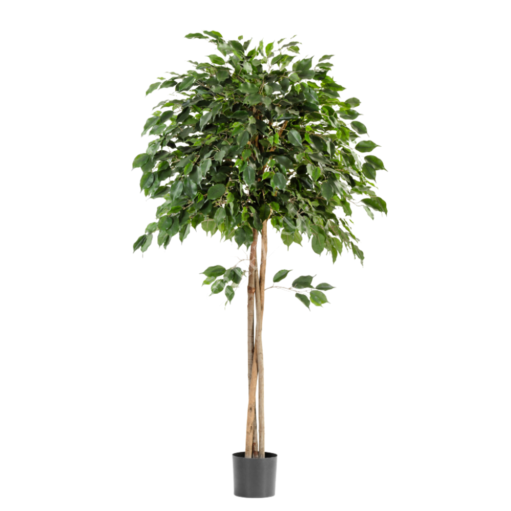 Фикус Зонтичный штамб