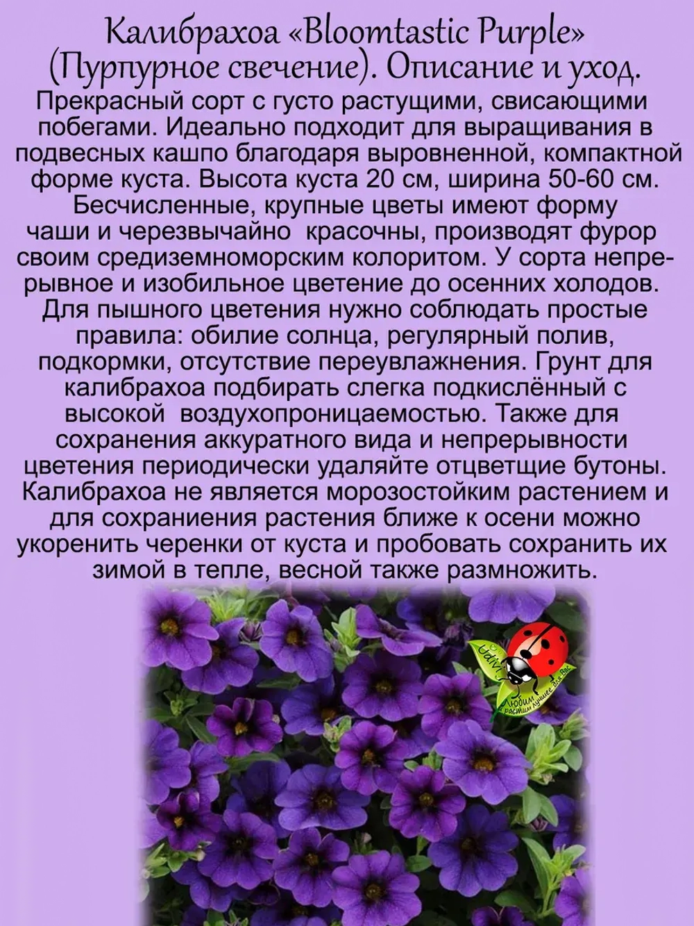 Калибрахоа Пурпурное свечение