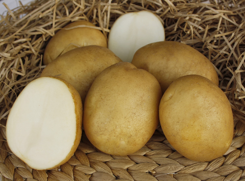 Картофель семенной Лидер (элита) 1 кг