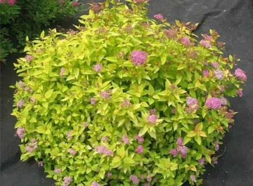 Спирея японская Голден Принцесс С3 Закупка М60 июнь 2026