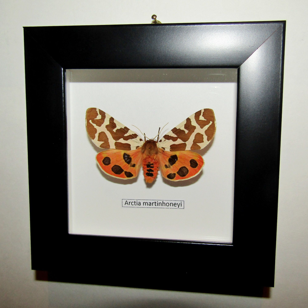 Бабочка Arctia martinhoneyi в рамке