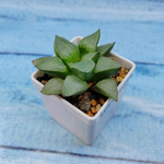 Haworthia Comptoniana Hybride hybrid (Хавортия)